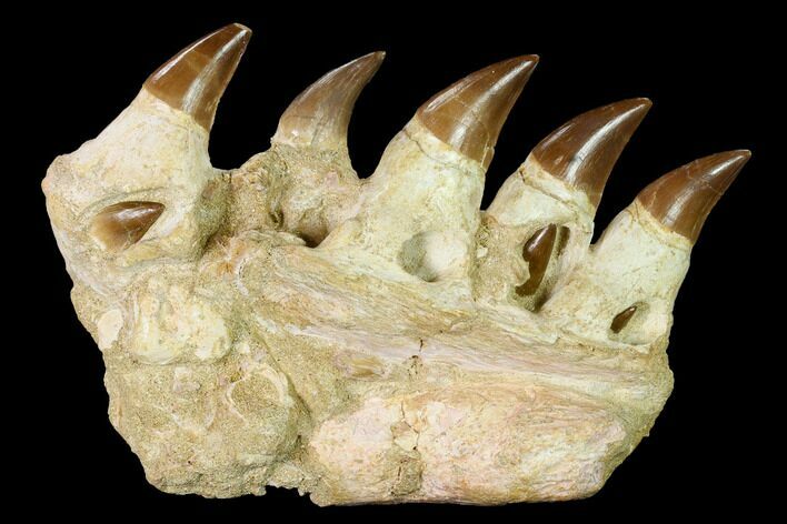 Mosasaur Jaw Section with Five Teeth - Morocco #165994